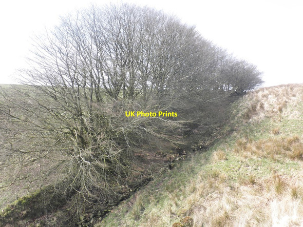 Photo 6"x4" Shelter Belt above Rams Combe Simonsbath c2015