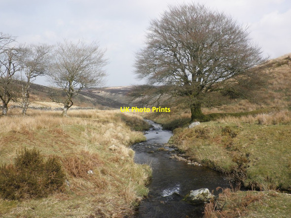 Photo 6"x4" Trees by Hoccombe Water Hoccombe Hill c2015