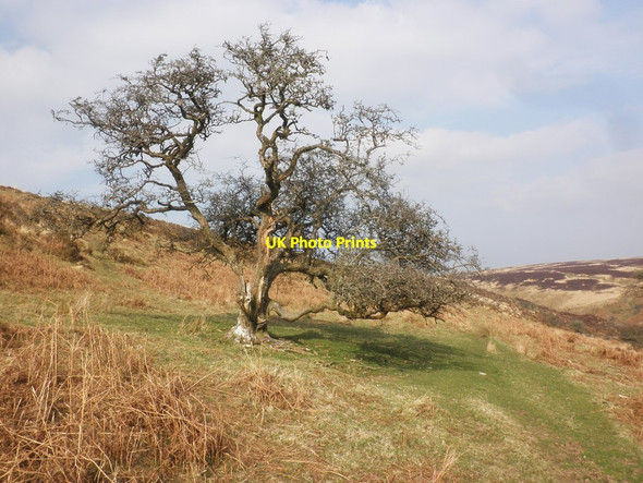 Photo 6"x4" Isolated tree, Hoccombe Oareford c2015