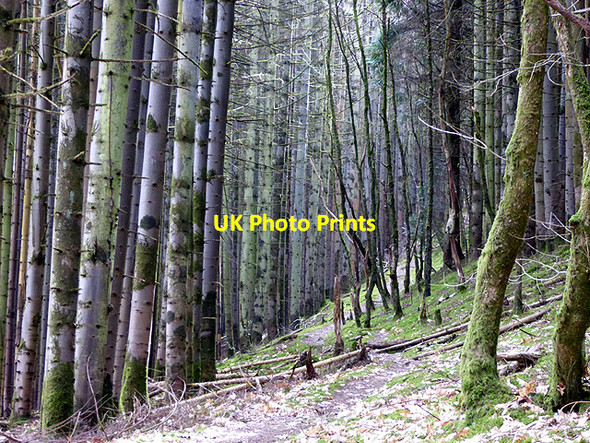 Photo 6"x4" The Borth to Devil's Bridge path through Coed Rheidol Devil's Bridge\/Pontarfynach c2015