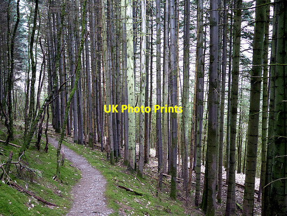 Photo 6"x4" Looking back down the Borth to Devil's Bridge path through Coed Rheidol Devil's Bridge\/Pontarfynach c2015