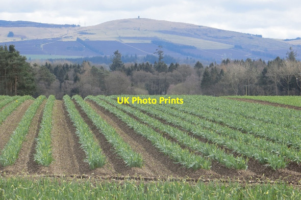 Photo 6"x4" Daffodils, Ruthven Ruthven\/NO2848 c2015