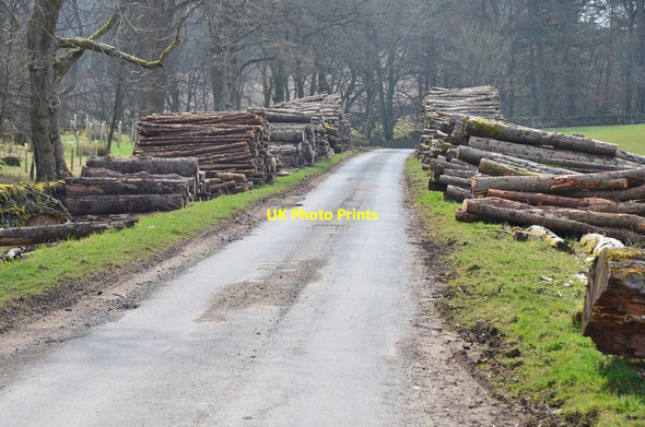 Photo 6"x4" Log stacks at Baddinsgill Baddinsgill Fm c2015