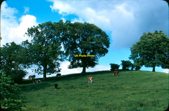 Photo 6"x4" A field. Embsay. 1979. Skipton c1979