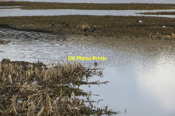 Photo 6"x4" View from a hide, Loch of Kinnordy Kirriemuir c2015