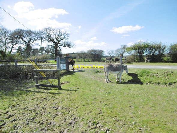 Photo 6"x4" Hill Top, donkeys Hill Top\/SU4003 c2015