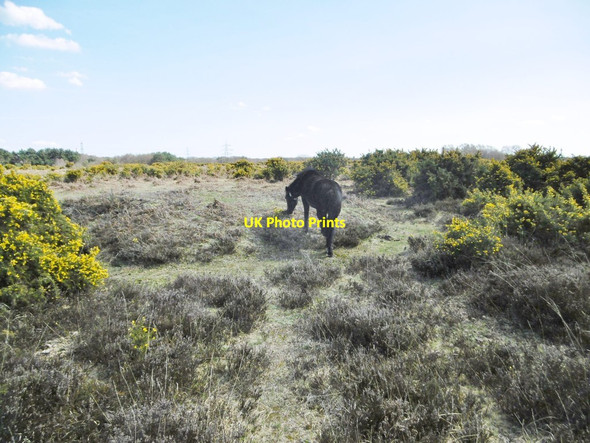 Photo 6"x4" Hill Top, pony & tumulus Hill Top\/SU4003 c2015