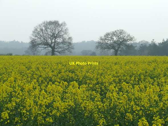 Photo 6"x4" Field Of Rape Woodbridge\/TM2649 c2014