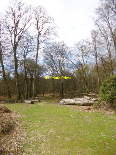 Photo 6"x4" Bolderwood, Mark Ash Wood Bank\/SU2807 c2014
