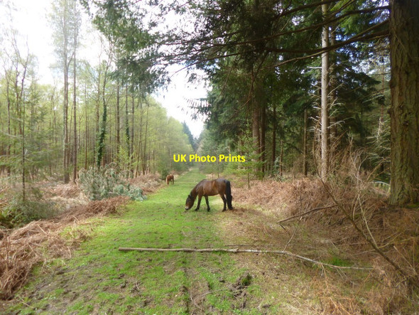 Photo 6"x4" North Oakley Inclosure, ponies Burley Lawn c2014