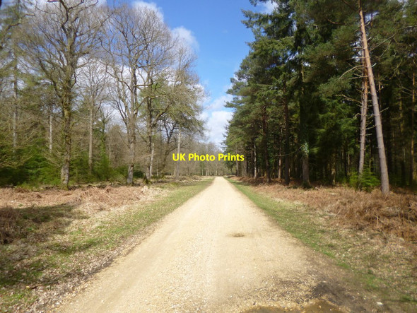 Photo 6"x4" Blackensford, cycle route North Oakley Inclosure c2014