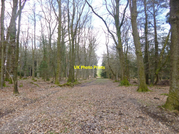 Photo 6"x4" Blackensford, forestry track North Oakley Inclosure c2014