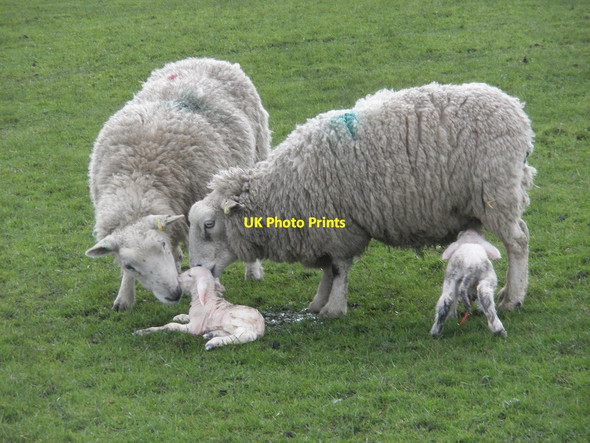Photo 6"x4" Newly born lambs, Stowey Ridge Oareford c2014