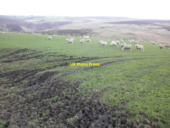 Photo 6"x4" Flock of sheep on Stowey Ridge Oareford c2014