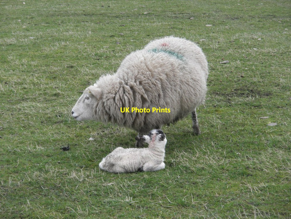Photo 6"x4" Ewe with newly born lamb Oareford c2014