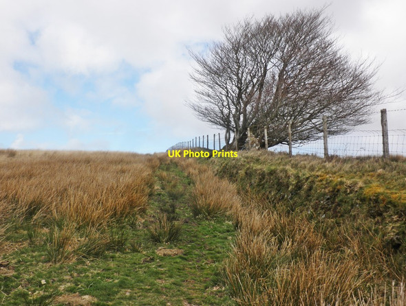 Photo 6"x4" Windswept trees on the field boundary Oareford c2014