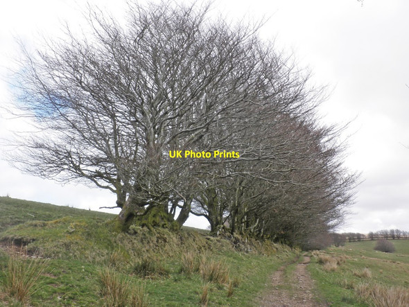 Photo 6"x4" Beech hedge, above Long Combe Oareford c2014