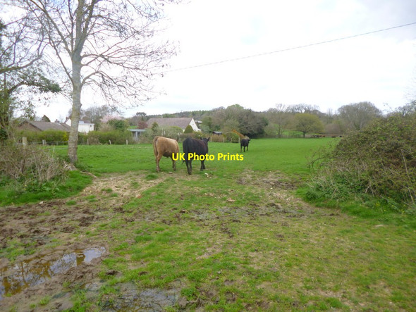 Photo 6"x4" Morden, heifers East Morden c2014