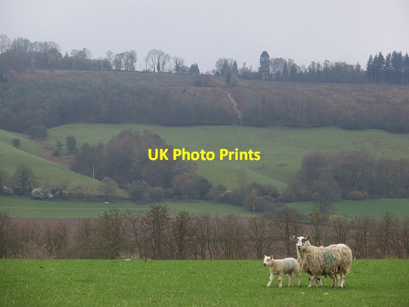 Photo 6"x4" Ewe and lamb, Oakly Park Bromfield\/SO4876 c2014