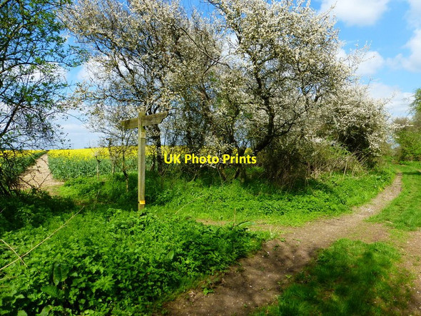 Photo 6"x4" Footpath crosses the Ox Drove Way Upper Wield c2014