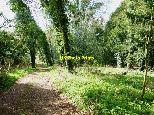 Photo 6"x4" The Ox Drove Way passes small wood north of Bangor Copse Upper Wield c2014