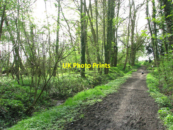 Photo 6"x4" Footpath to Saxlingham Green Hawes' Green c2014