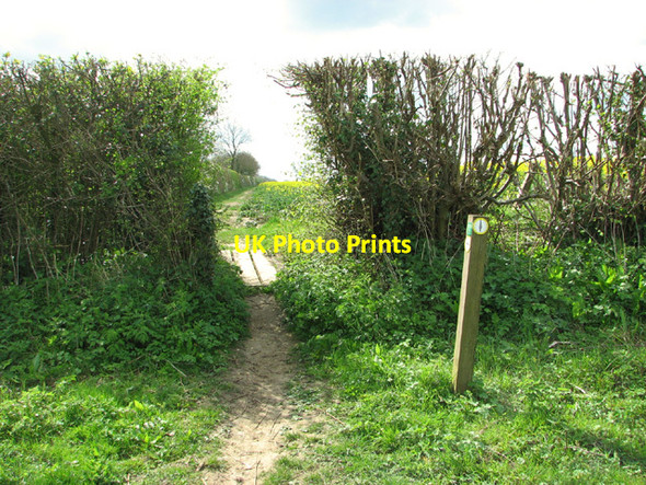 Photo 6"x4" Gap in the hedge Hawes' Green c2014