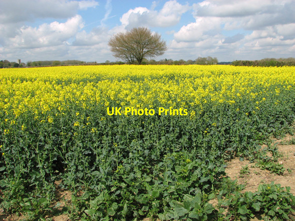 Photo 6"x4" Trees in field boundary hedge Hawes' Green c2014