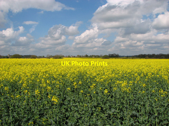 Photo 6"x4" Flowering oilseed rape Hawes' Green c2014