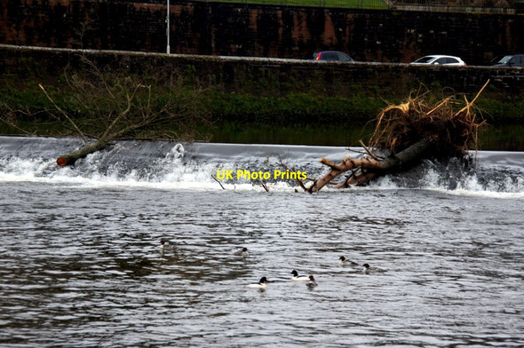 Photo 6"x4" Trees on the weir on the Nith at Dumfries Dumfries c2014