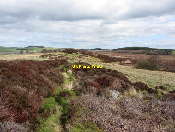 Photo 6"x4" Sandstone ridge north of Muckle Moss Thorngrafton c2014