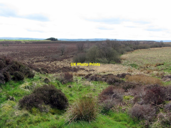 Photo 6"x4" Muckle Moss Thorngrafton c2014