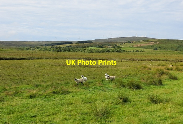 Photo 6"x4" Sheep near Moor Lough Dunnamanagh c2013
