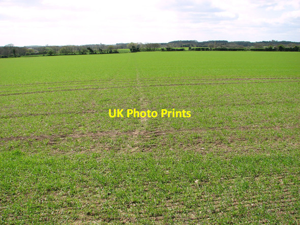 Photo 6"x4" Footpath traversing cereal crop North Walsham c2014