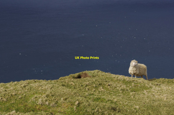 Photo 6"x4" Sheep at Hermaness Burrafirth c2014