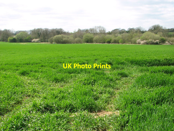 Photo 6"x4" Cereal crop by Irmingland Hall Corpusty c2014