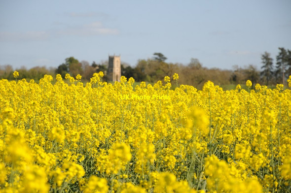 Photo 6"x4" Oil seed rape blossom  High Green\/SO8745 c2014