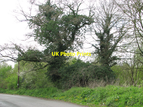 Photo 6"x4" Overgrown WW2 Home Guard shelter beside Costessey Lane Ringland\/TG1314 c2014