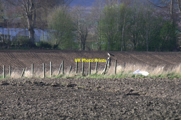 Photo 6"x4" Common Buzzard (Buteo buteo) on a fence, Monk Myre Coupar Angus c2014