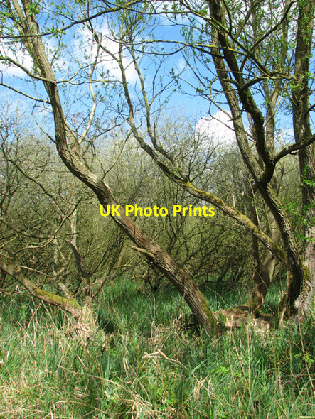Photo 6"x4" Willows in Stanley Carrs Beccles c2014