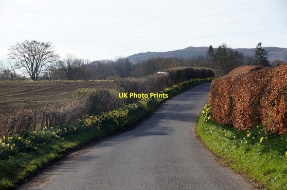 Photo 6"x4" Roadside daffodils between Coupar Angus and Campmuir Coupar Angus c2014