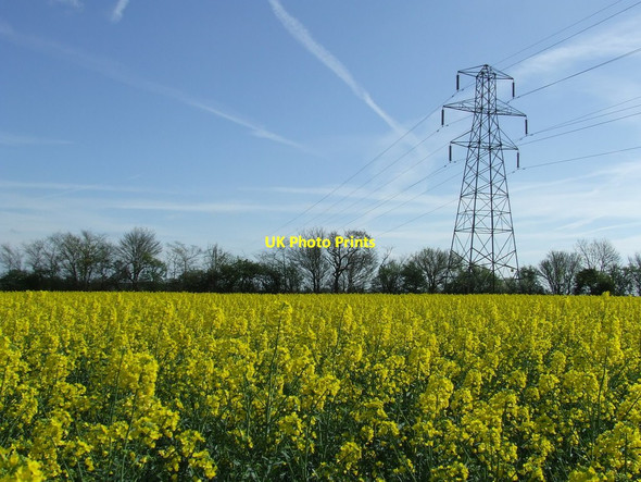 Photo 6"x4" Field Of Rape Laxfield c2014