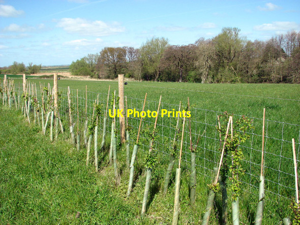 Photo 6"x4" New hedge by Carr Farm Burgh St Peter c2014