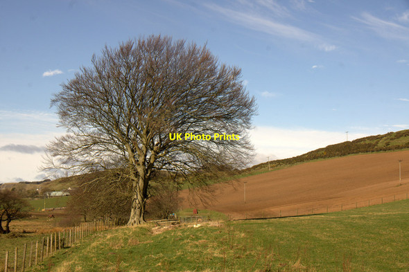 Photo 6"x4" Fine oak tree at Little Ballo Abernyte c2014