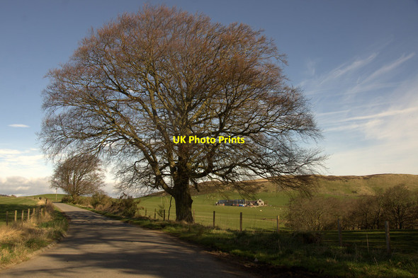 Photo 6"x4" Fine oak tree at Little Ballo Abernyte c2014 P1