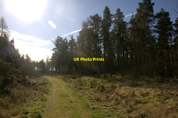 Photo 6"x4" Track through forestry at Little Ballo Lundie\/NO2936 c2014