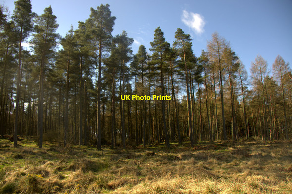 Photo 6"x4" Forestry at Little Ballo Lundie\/NO2936 c2014