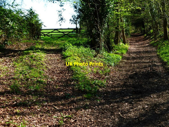 Photo 6"x4" Bridleway in wood at Manor Farm Tunworth c2014