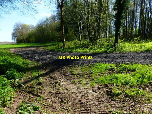 Photo 6"x4" Bridleway and cross track on woodland edge Tunworth c2014
