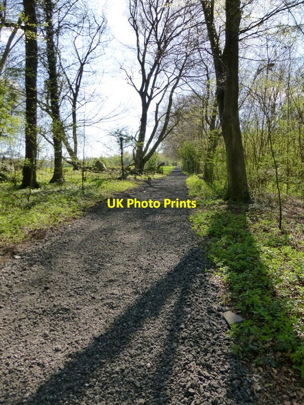 Photo 6"x4" Track through woodland Tunworth c2014